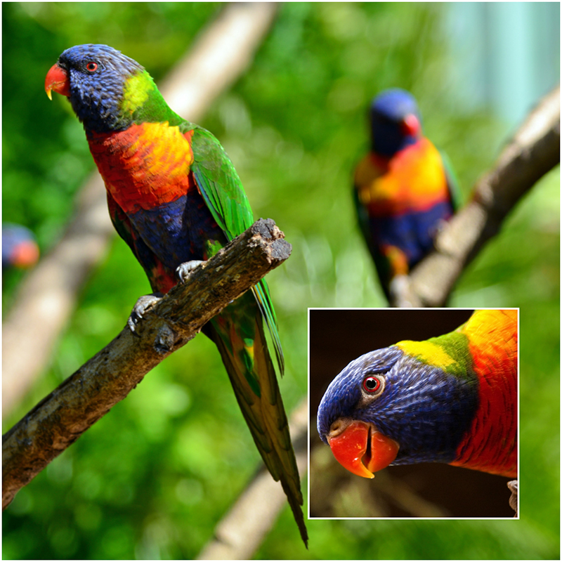 8 Gardenfriendly Australian Birds Hoselink